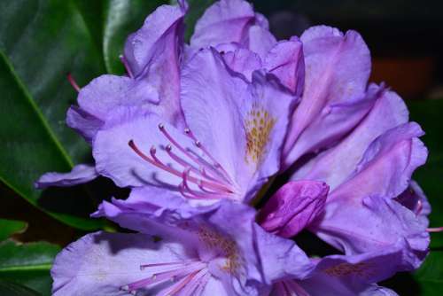Rhododendrons Flowers Tender Frühlingsanfang Purple