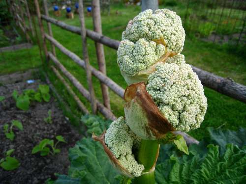 Rhubarb Flower Seed Fence Garden Grass Summer