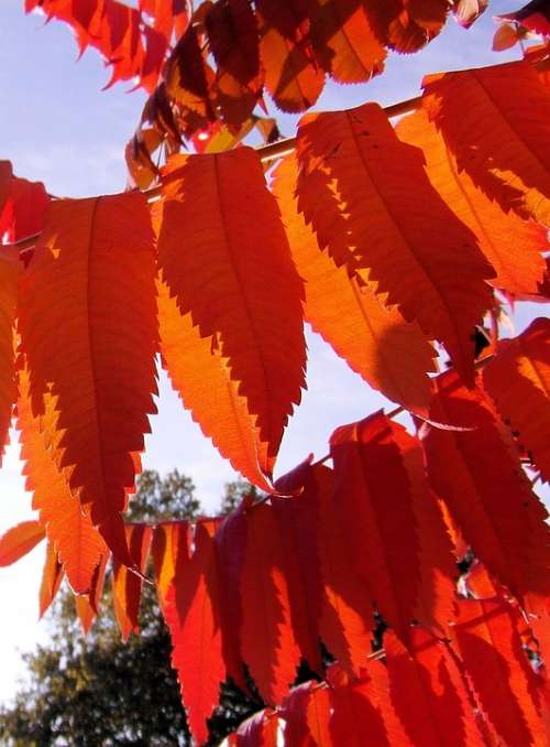 Rhus Colorful Autumn Decoration Vine Wild Red