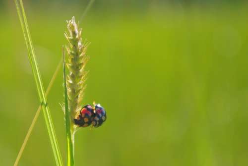 Rice Ladybug Mating Close-Up Green Insect