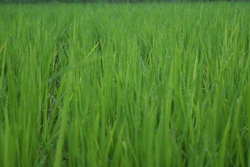 Rice Ch Farming Republic Of Korea Shares Summer