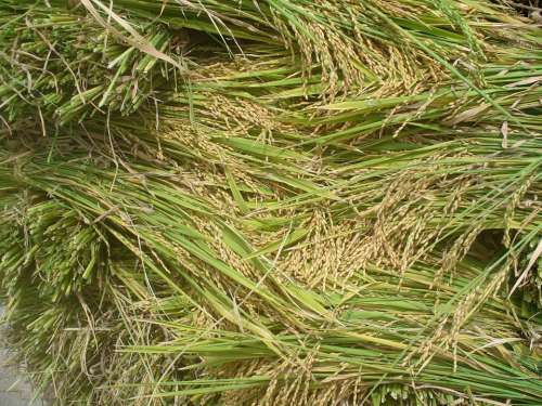 Rice Nature Plant Background Food Eat