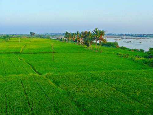 Rice Fields Paddy Cultivation Tungabhadra Plains