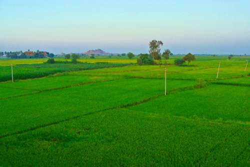 Rice Fields Paddy Cultivation Tungabhadra Plains