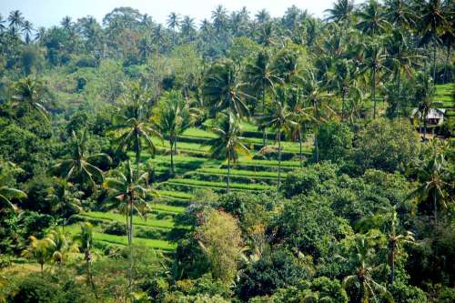 Rice Fields Bali Travel