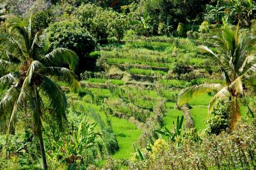 Rice Fields Bali Travel