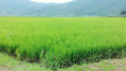 Rice Paddies Grain Nature