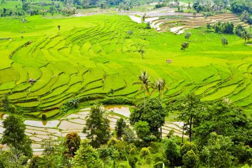 Rice Terraces Plantation Fields Green Indonesia