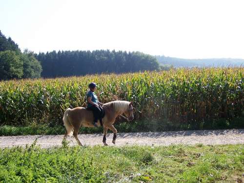 Ride Summer Girl Horse