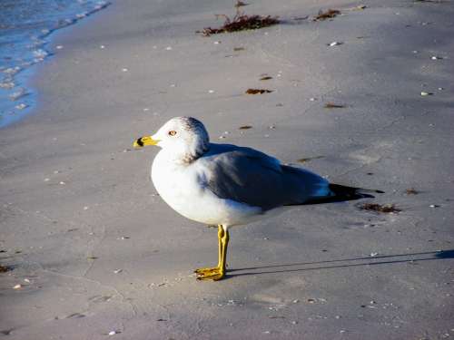Ring-Billed Gull Sea Gulls Bird Feather Flight