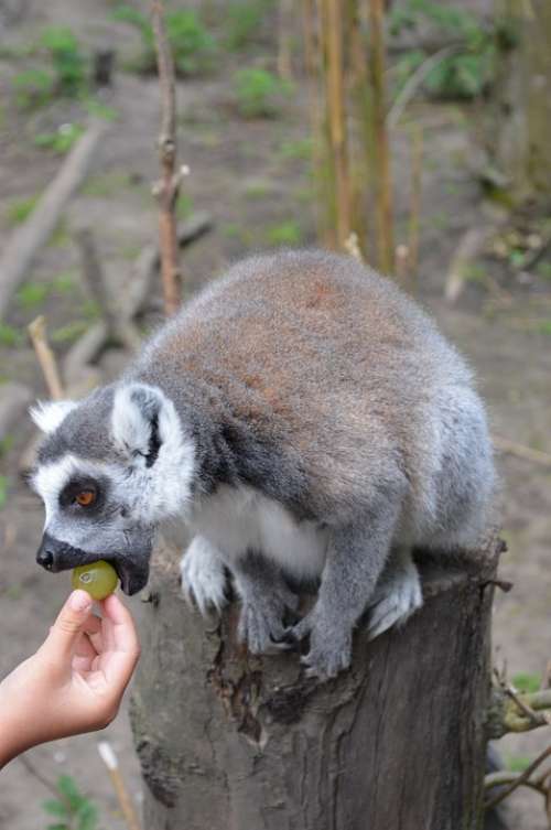Ring-Tailed Lemur Lemurs Tropical Estate