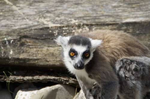 Ring Tailed Lemur Lemur Prosimian Lemur Catta
