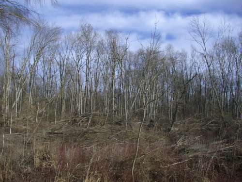 Riparian Zone Book Storm Damage Sky Blue Clouds