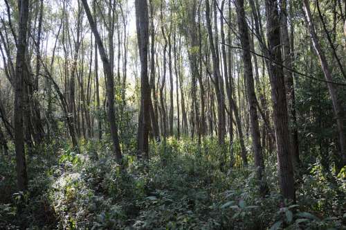 Riparian Zone Thicket Light Nature Poplar