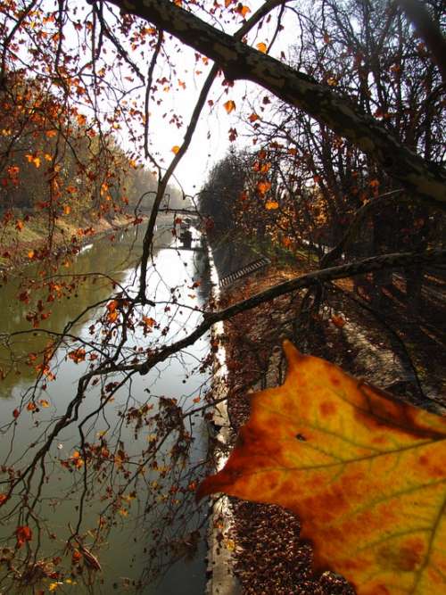 River Leaves Autumn Wood Bough Foliage