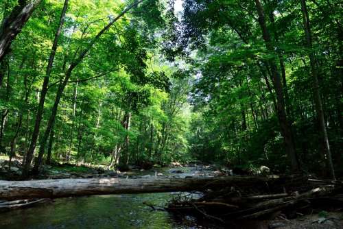 River Nature Forest Woods Creek Stream Peaceful