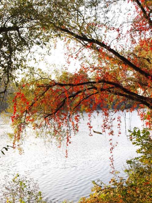 River Main Bank Colorful Leaves Autumn Red Leaves