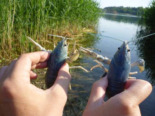 River Cancer Hands Nature Water