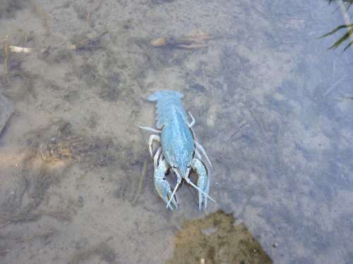 River Cancer Hands Nature Water Lake Bottom