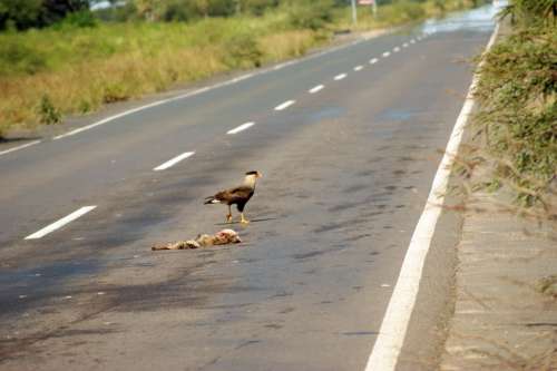 Road Vulture Carcass Landscape Aas Tree Paraguay