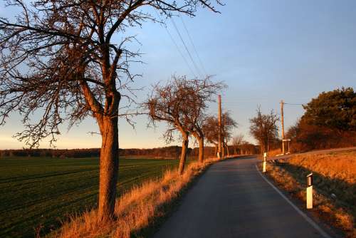 Road Tree Field Landscape Trees Away Nature