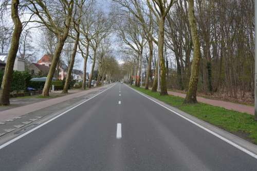 Road Trees Asphalt