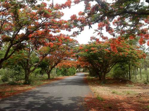 Road Alley Flowering Trees Scenic Countryside