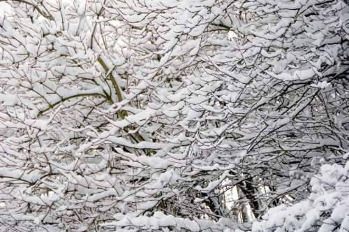 Branch Snow Branches Tree Winter Cold