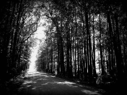 Road Gray Street Black Way Travel Woods Trees