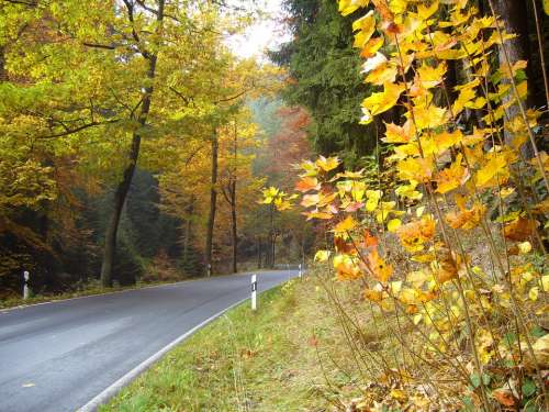 Road Traffic Kirnitzschtal Autumn Leaves