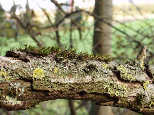 Branch Ill Moss Injury Nature Replace Bark