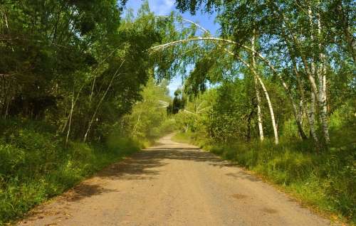 Road Forest Nature Summer Tree Landscape Arch