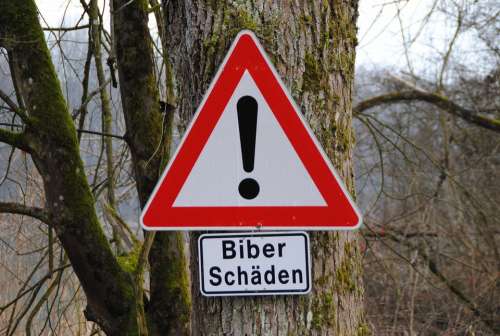 Road Sign Beaver Damage Tree In Nauen Inn Bavaria