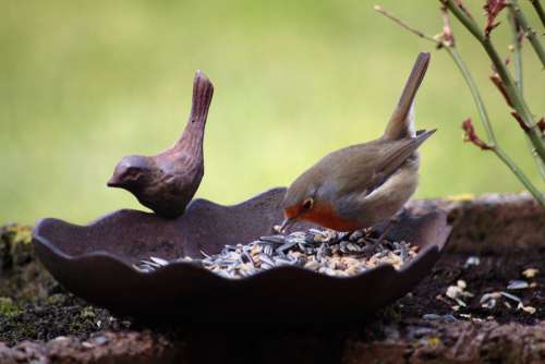 Robin Bird Bird Seed Bird Bath Animal Eat Peck