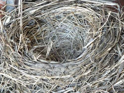 Robin'S Nest Nest Empty Empty Nest Bird Nature
