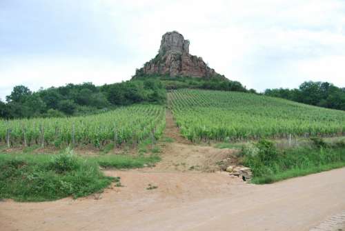 Rock Vineyard Burgundy Wine Agriculture Solutré