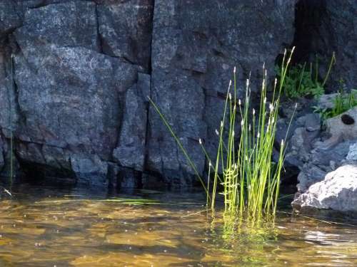 Rocky Shore Line Water Plants Grass Rocks Outside