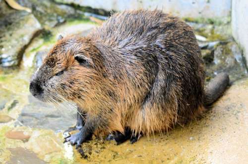 Rodent Swimmer Beaver Rat Rivers Shorelines Lakes