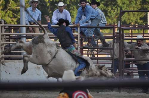 Rodeo Ranch Bucking Cowboy Western Texas Rope