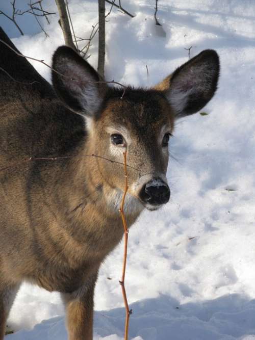 Roe Deer Animal Winter Wild Wildlife Nature