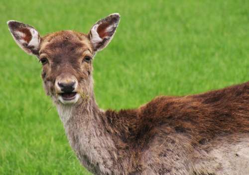 Roe Deer Curious Interested Vigilant