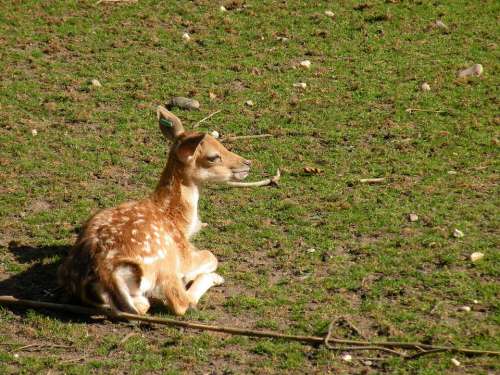 Roe Deer Kitz Bambi Wild Fawn Young
