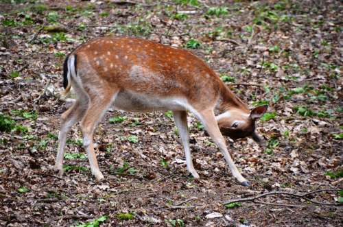 Roe Deer Forest Animal