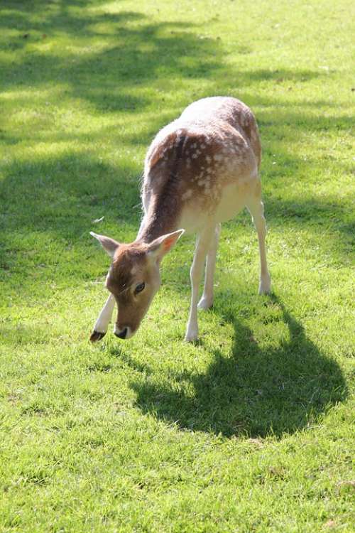 Roe Deer Pasture Meadow Forest Animal Graze Food