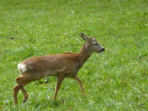 Roe Deer Wild Scheu Meadow Animal Nature Mammal