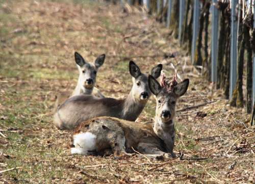 Roe Deer Vineyard Spring Furred Game Winter