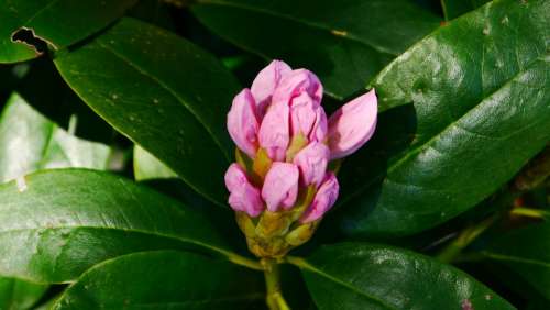 Rohdodendron Blossom Bloom Bud Spring