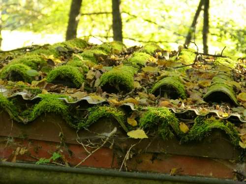 Roof Moss Roofing Tiles Old House Green