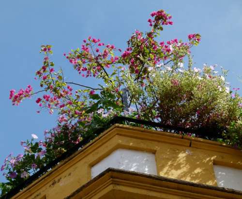 Roof Rooftop Architecture House Decoration Flowers