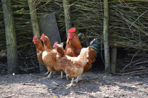 Rooster Chicken Chickens Poultry Farm Nature